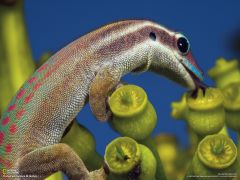 Tapeta National Geographic 307.jpg